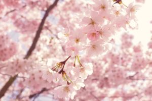 segni zodiacali primavera